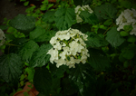 DSCF0079.JPG